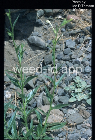 tobacco, Indian